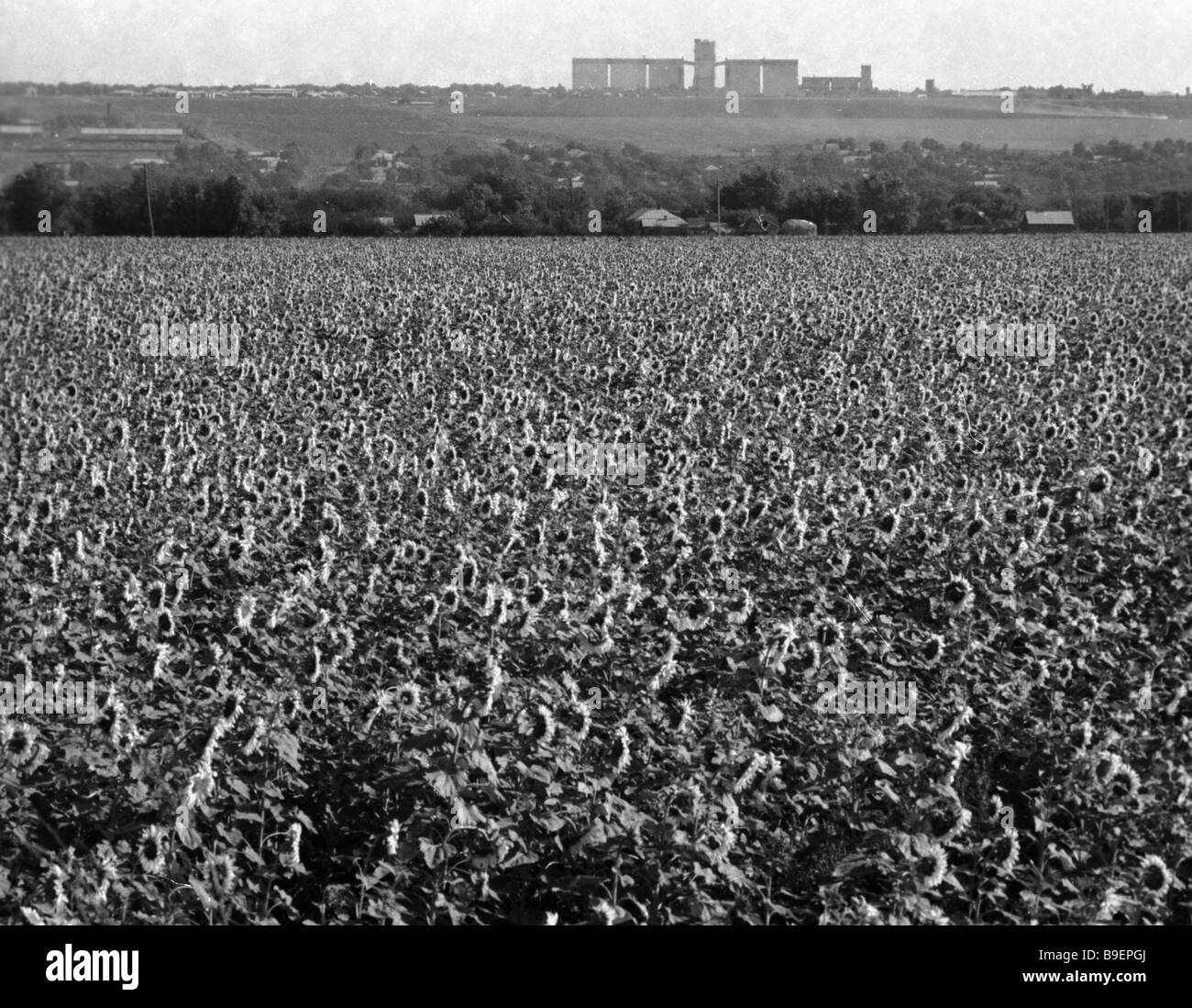 Collective farm sunflower field Stock Photo Alamy