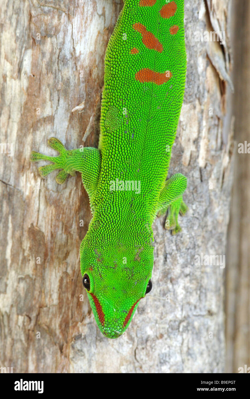 Giant Madagascar Day Gecko (Phelsuma madagascariensis grandis) perched on lodge pole at Chez Robert, near Ankarana, Madagascar. Stock Photo