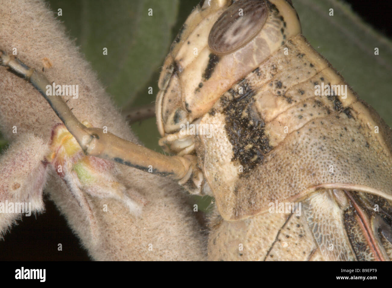 Grasshopper on apple tree new growth Stock Photo