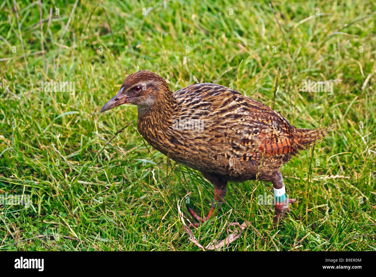 Weka, Gallirallus australis, Endemic to NZ, at Titirangi Bay Campground, Marlborough, South Island, New Zealand. Stock Photo