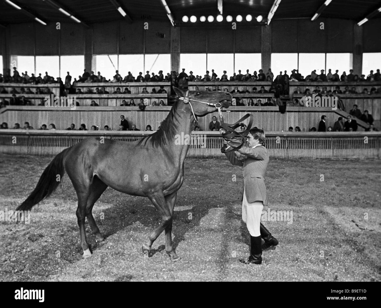 A jockey demonstrates a horse at the international horse auction Stock
