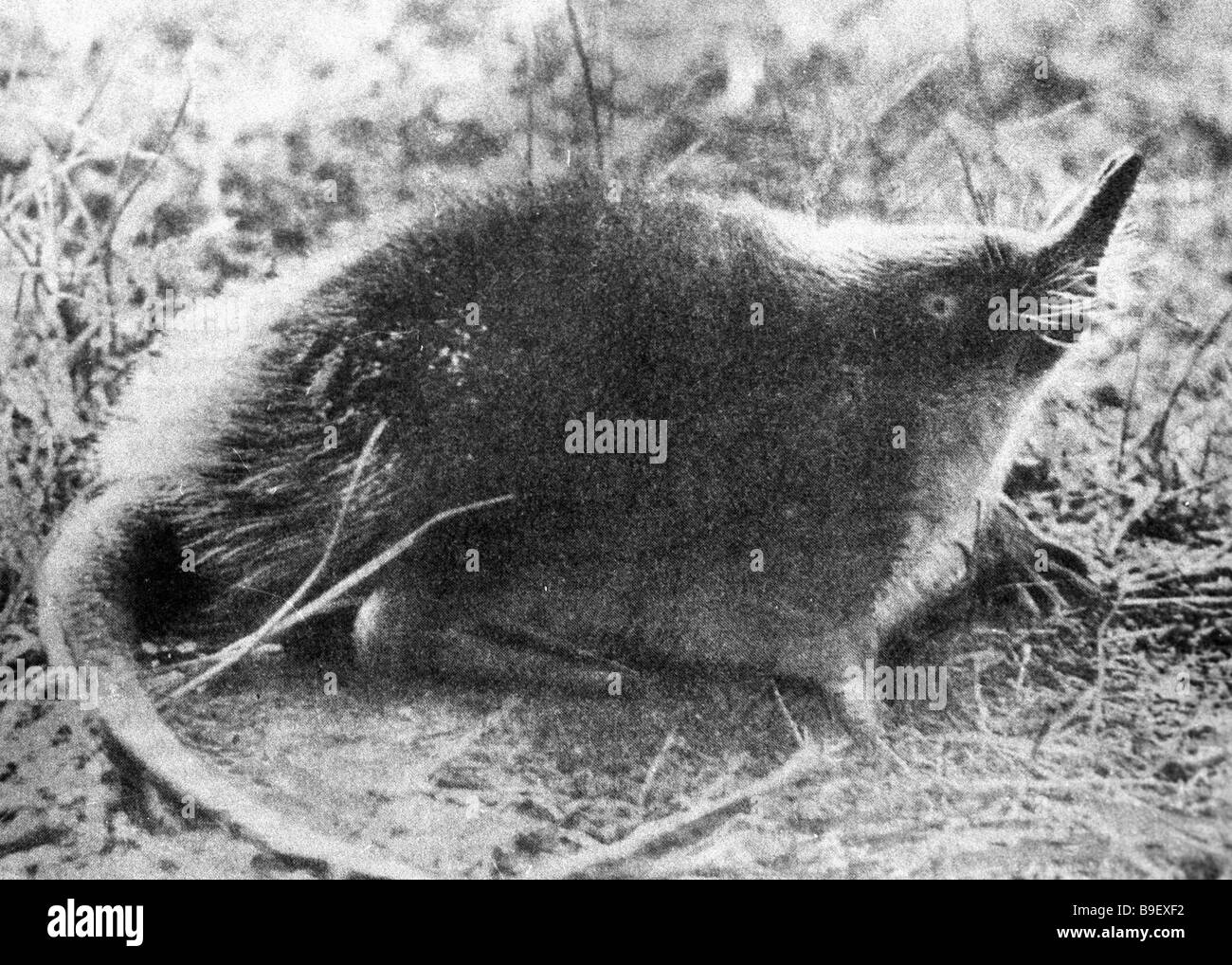 The muskrat is known for its valuable fur Stock Photo Alamy