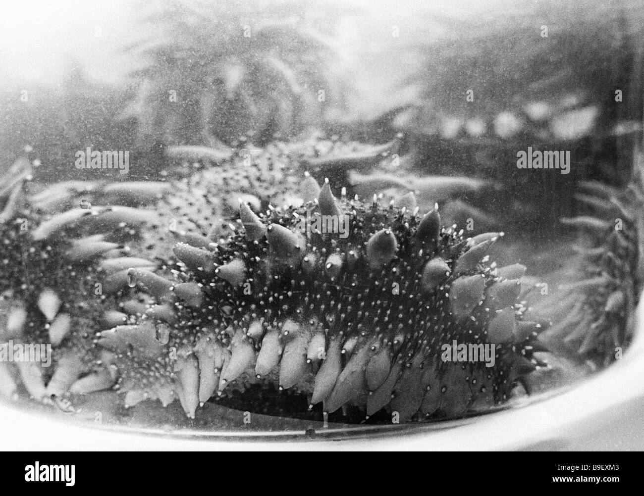 Trepang High Resolution Stock Photography and Images Alamy