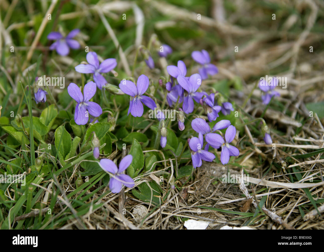 Common Dog Violet, Viola riviniana, Violaceae Stock Photo Alamy
