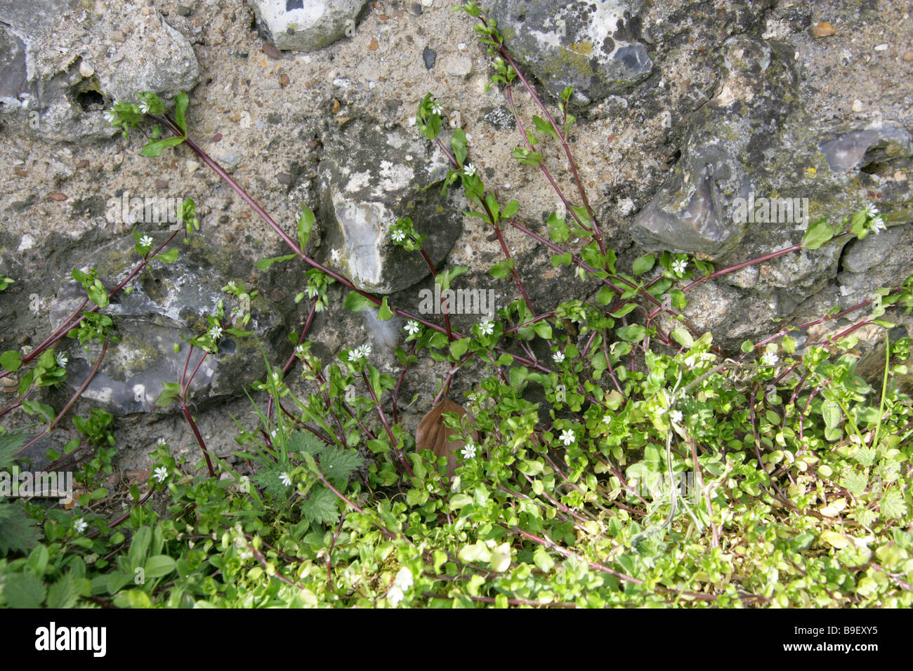 Thyme Leaved Sandwort, Arenaria serpyllifolia, Caryophyllaceae Stock Photo