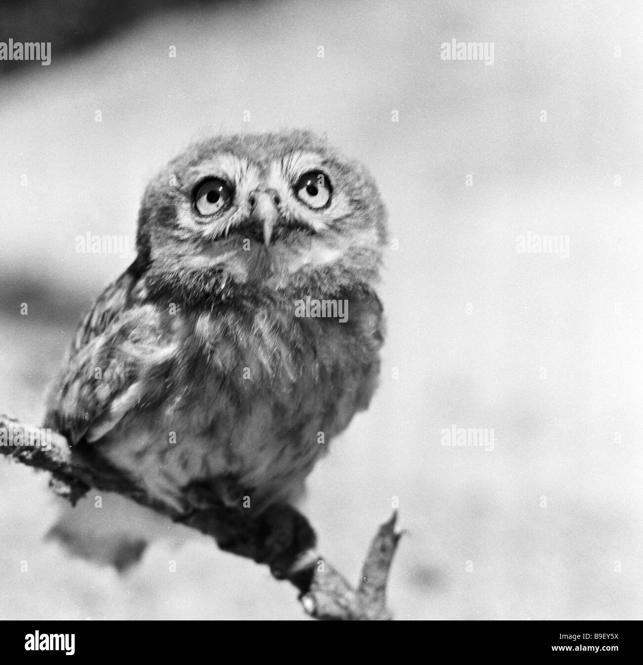 A pygmy owl in the Chatkal nature preserve Stock Photo - Alamy