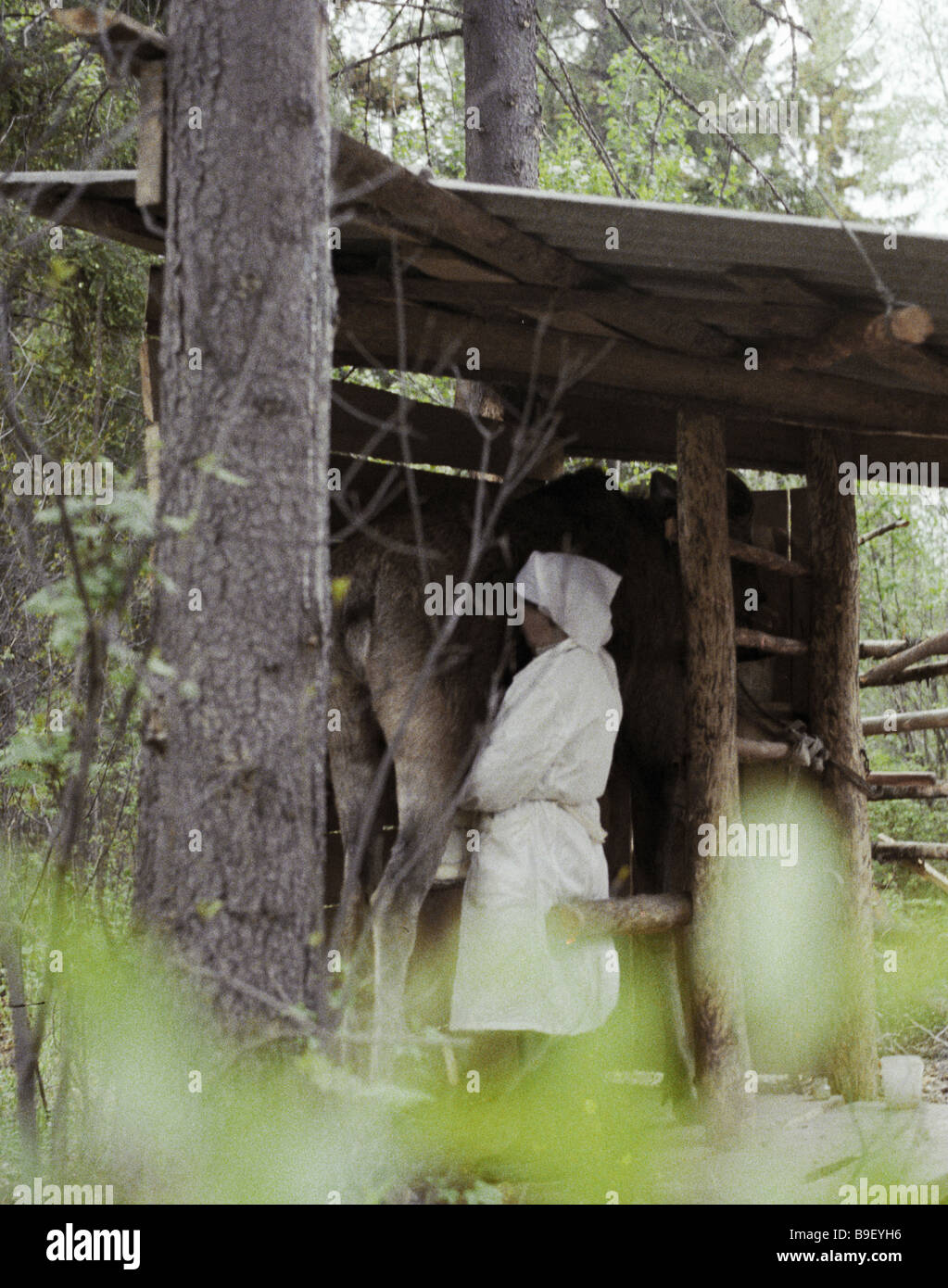 Milkmaid of an elk breeding farm prepares to milk elk cow Stock Photo Alamy
