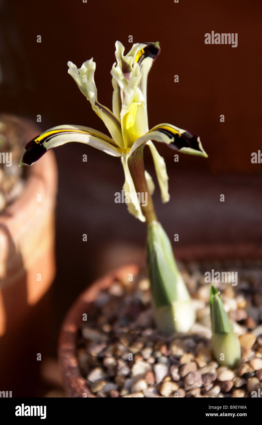 Iris nicholai, Iridaceae, Russia, Central Asia Stock Photo