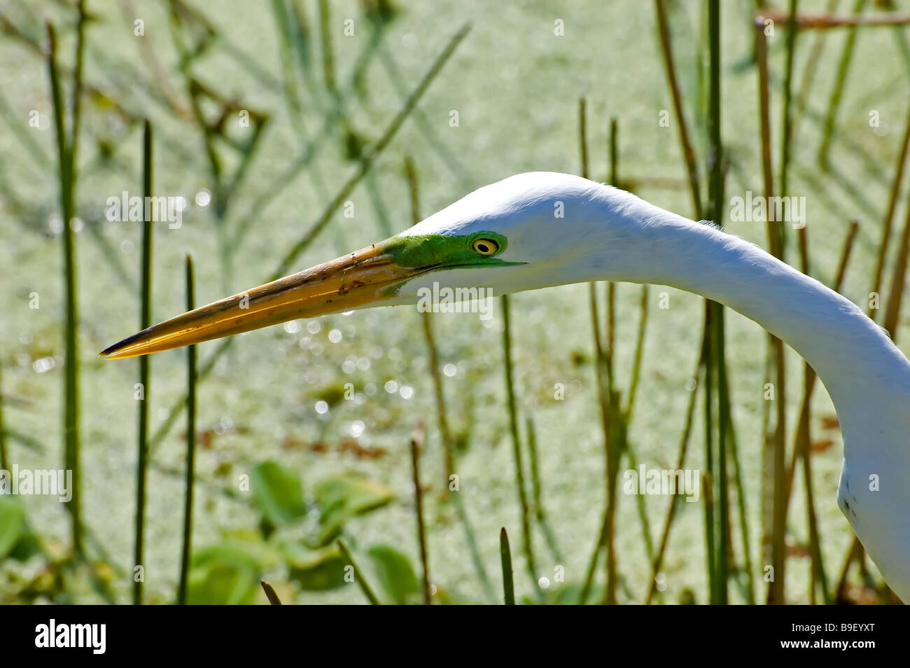 A close-up of a Great Egret Stock Photo