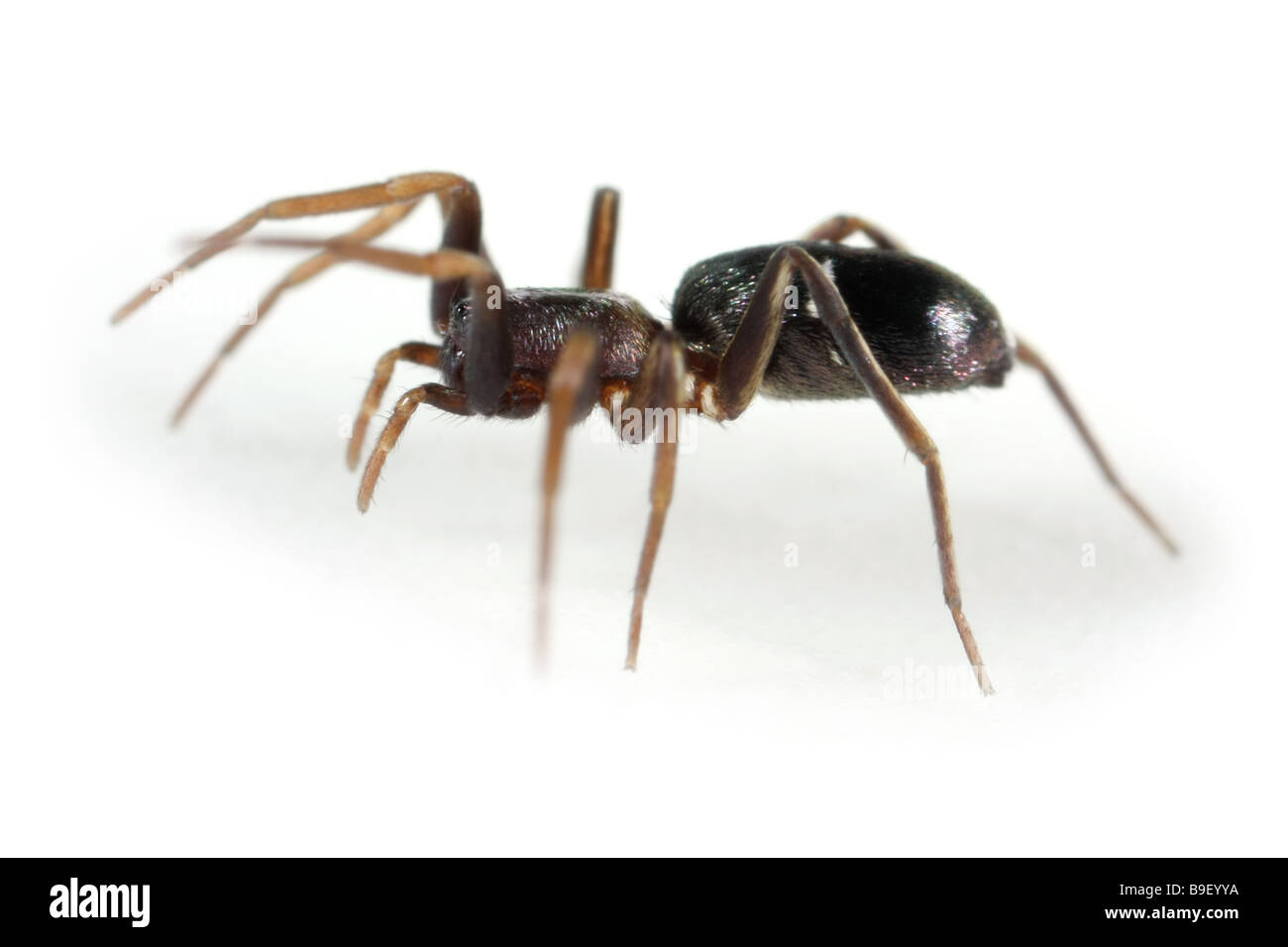 The Ground spider Micaria subopaca, female, family Gnaphosidae, on white background. Stock Photo