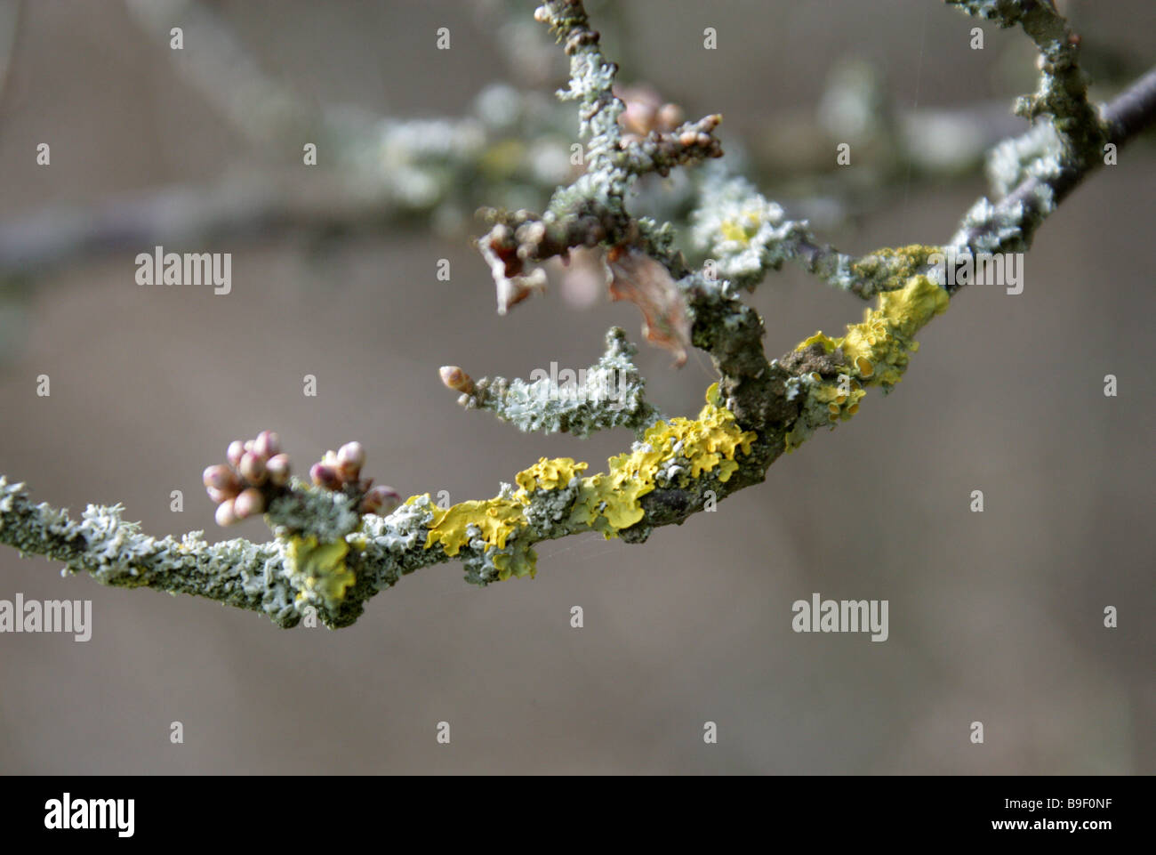 Yellow Lichen, Xanthoria parietina, Growing on a Tree Branch Stock Photo
