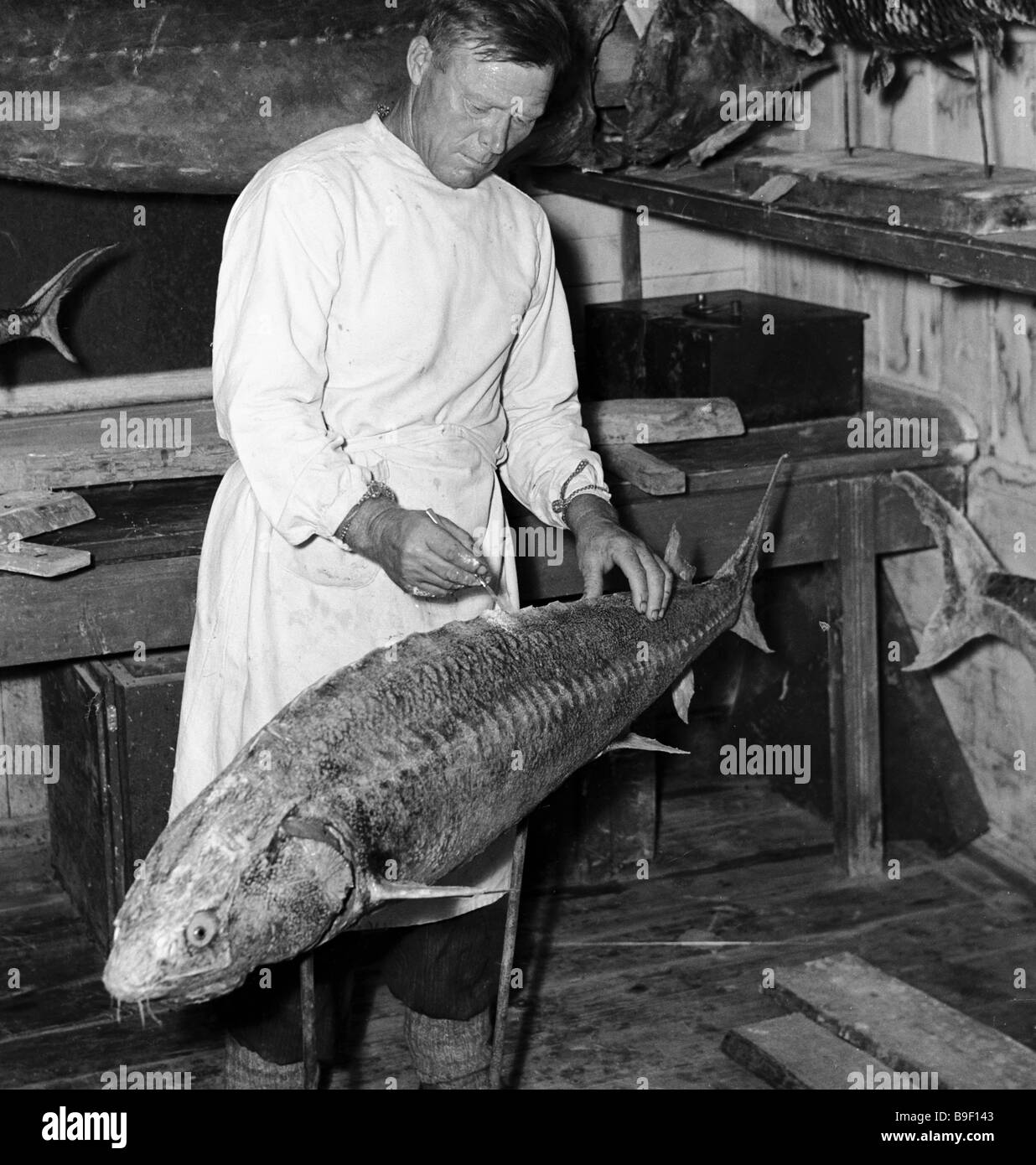 Studying sturgeon fish varieties in the Astrakhan Nature Reserve