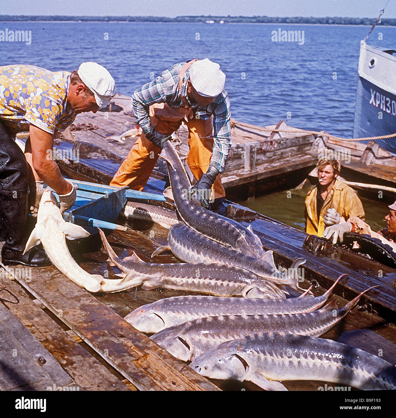 Good sturgeon catch in the lower reaches of the Volga Stock Photo - Alamy