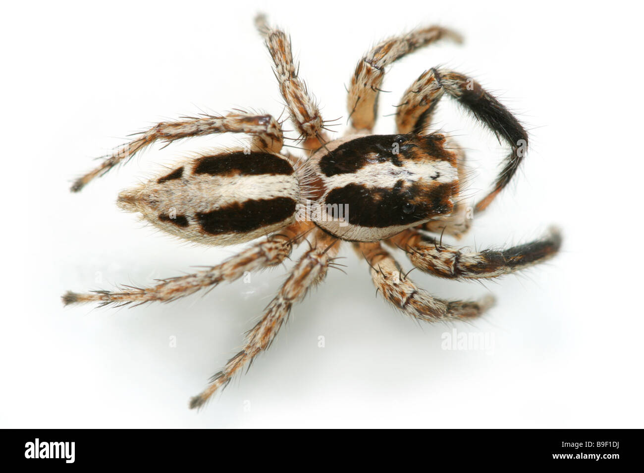 Jumping spider, the Pantropical Jumper, Plexippus paykulli, family Salticidae. Male. Stock Photo