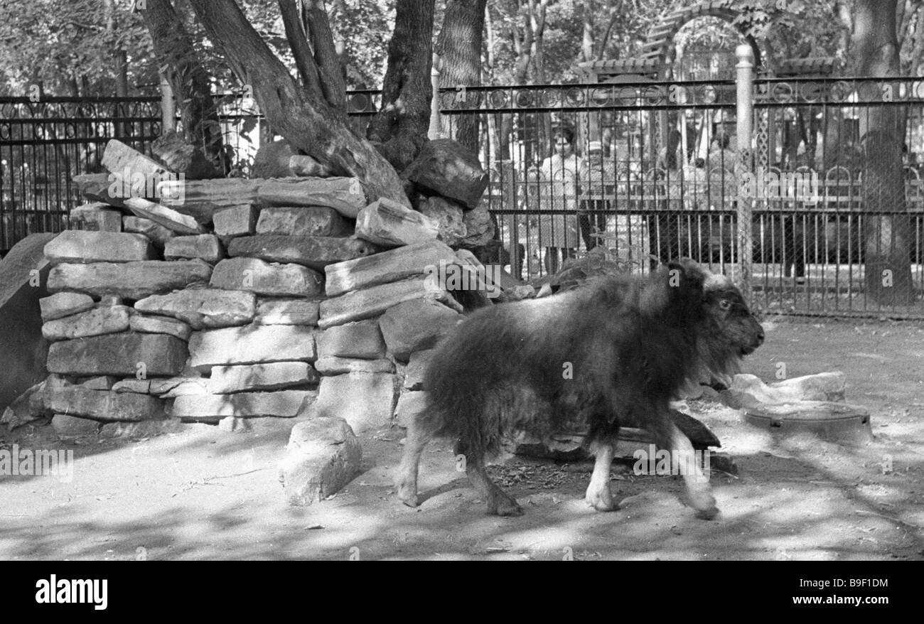 151 year Moscow zoo 151 year Moscow zoo