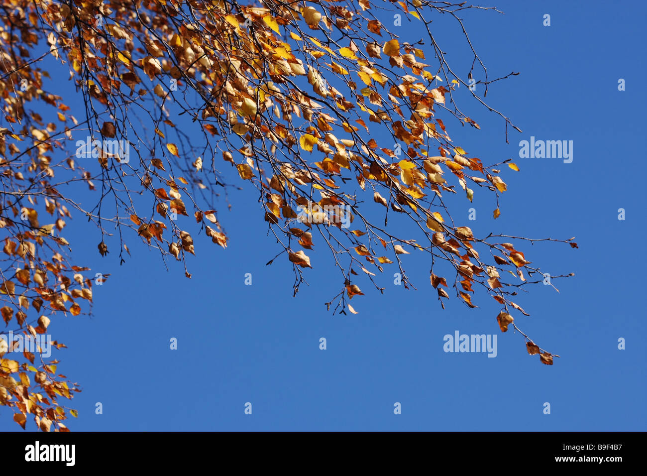 Yellow leaves fall hi-res stock photography and images - Alamy