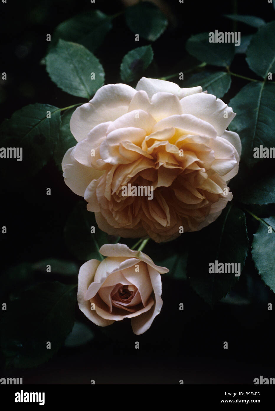 Cymbeline a David Austin, English Rose Stock Photo - Alamy