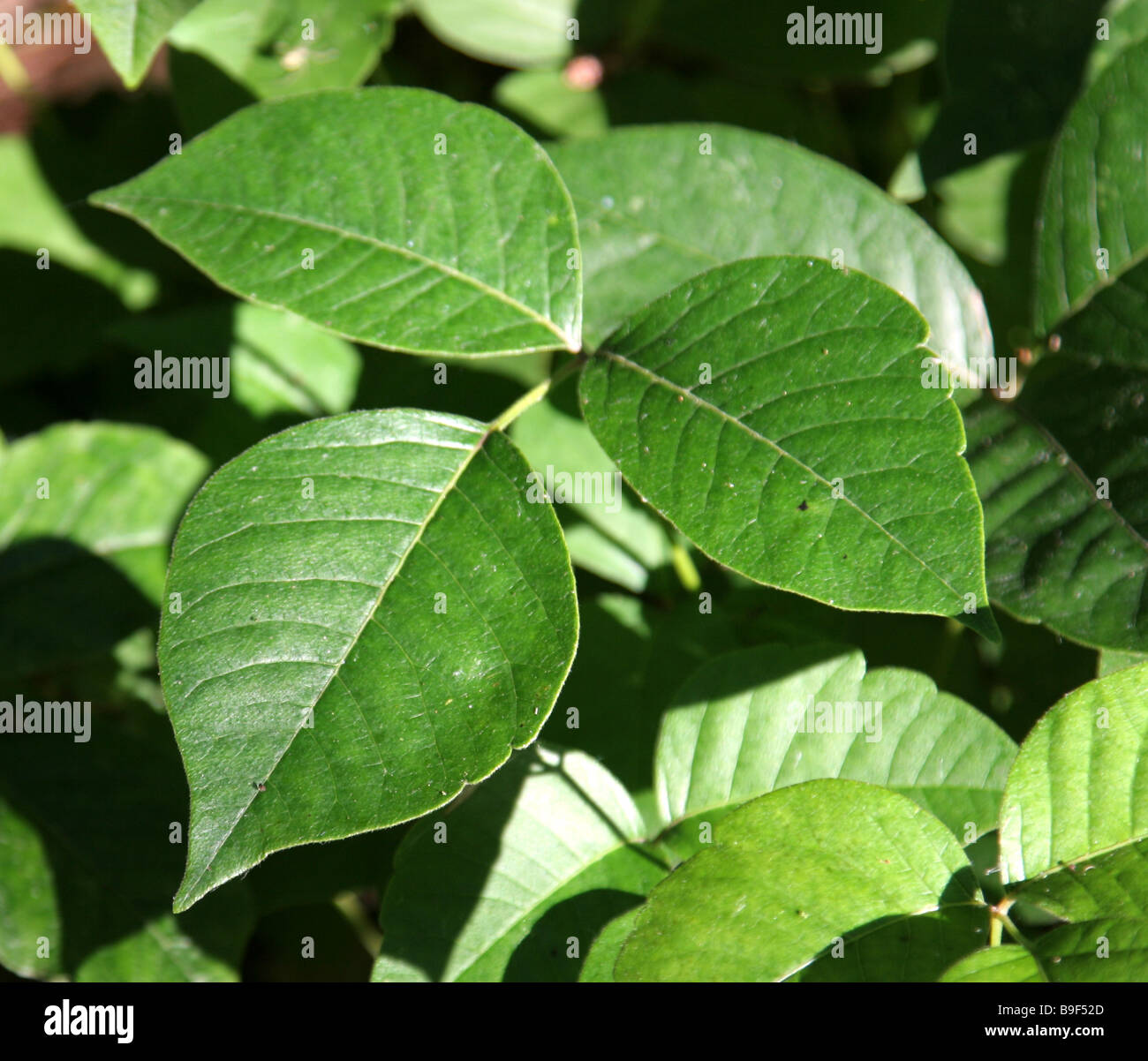 Poison Ivy Profile Stock Photo