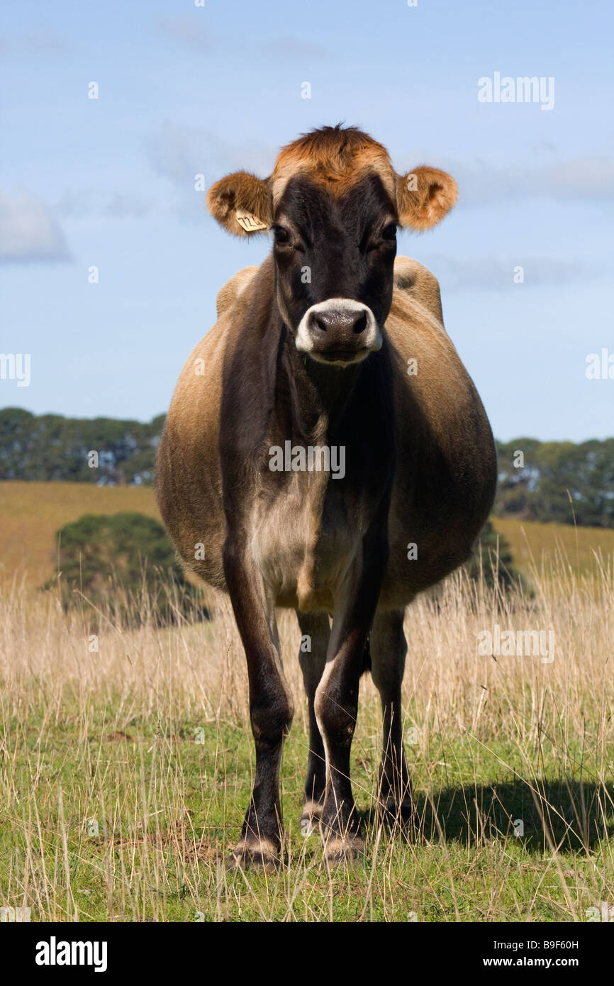 Dairy cows graze in a field in South Australia, Australia. Stock Photo