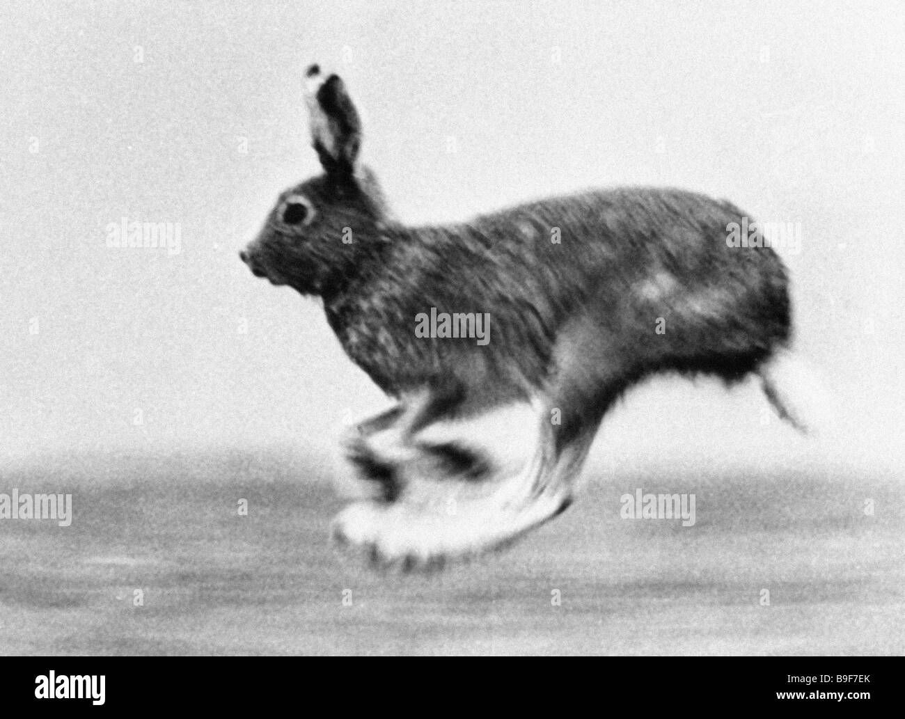 A blue hare leaping Stock Photo - Alamy