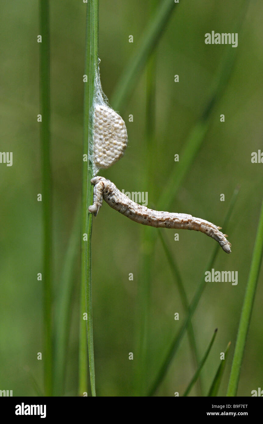 Parasitoid Wasp (Braconidae). The caterpillar of an Geometer moth was ...