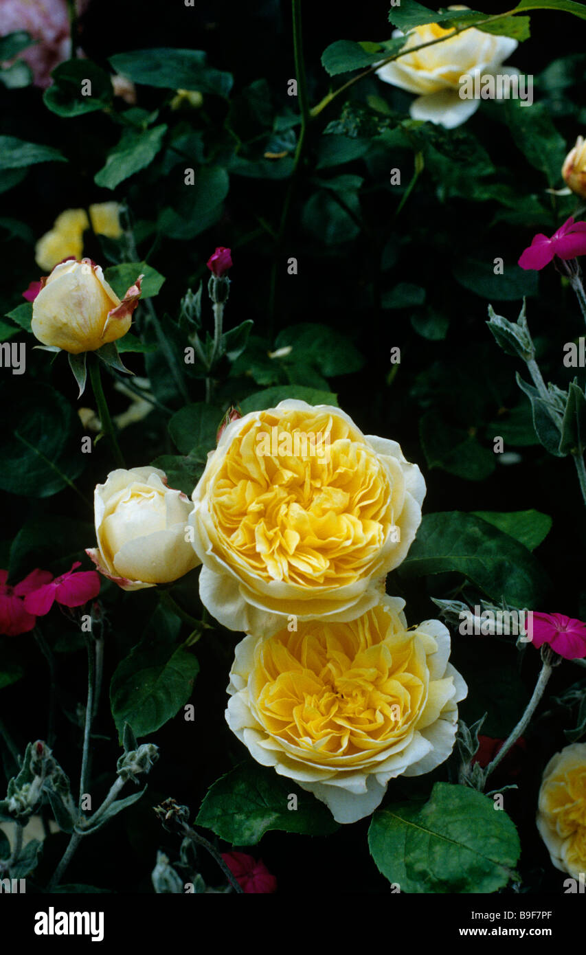 David Austin Lemon Roses Charlotte David Austin Rose