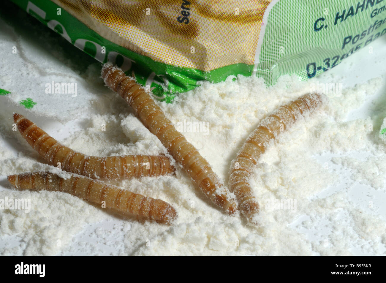 Yellow Mealworm Beetle (Tenebrio molitor). Larvae (mealworms) in wheat