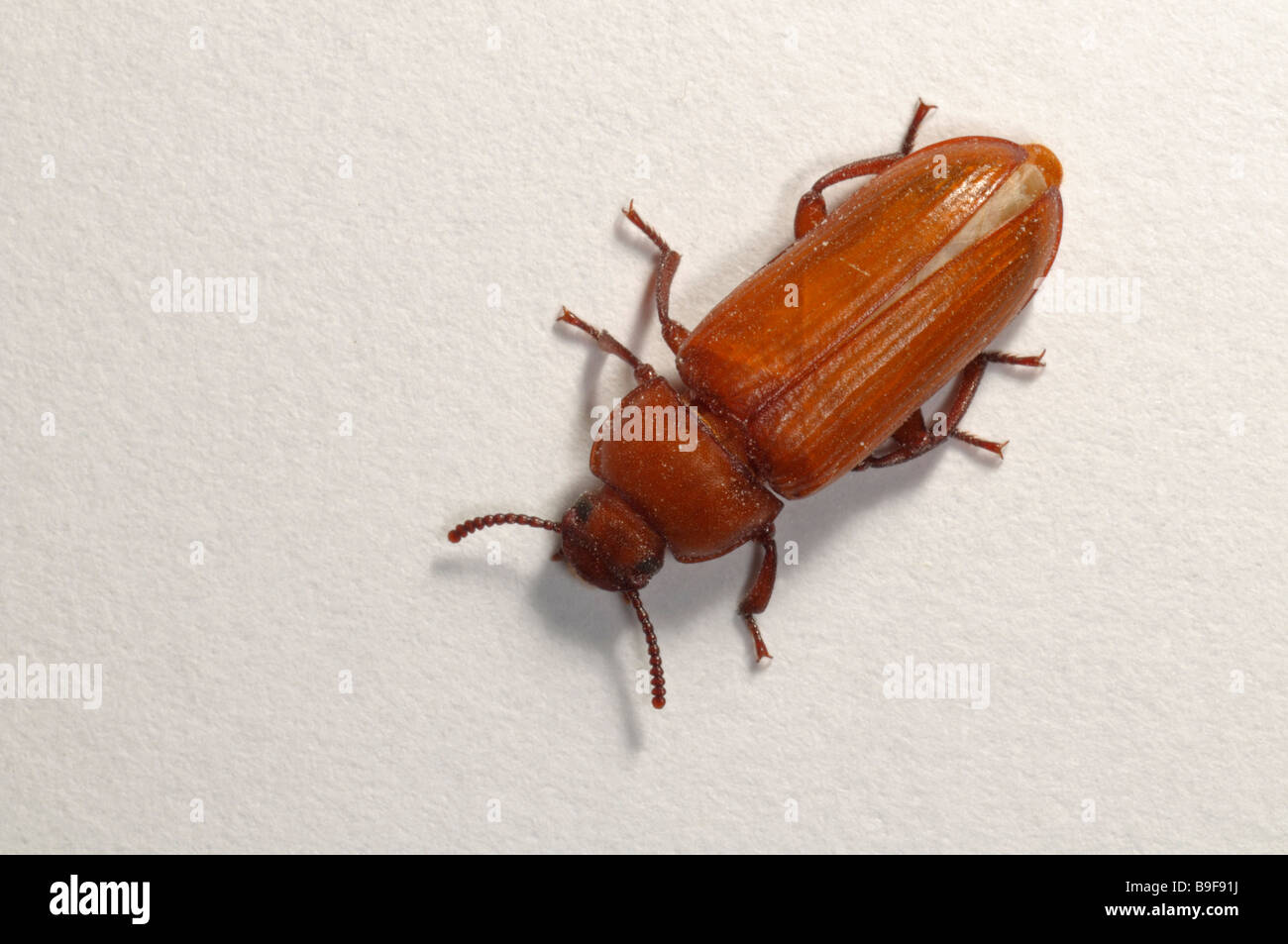 Yellow Mealworm Beetle (Tenebrio molitor). Newly hatched beetle, studio