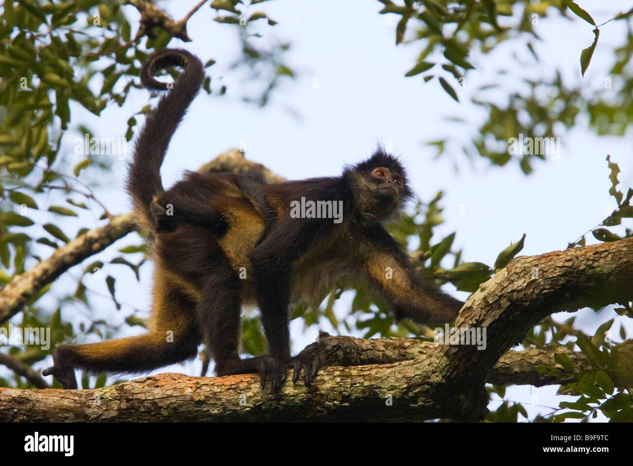 BLACK HANDED or GEOFFROY'S SPIDER MONKEY (Ateles geoffroyi) mother with young clinging to back, Tikal National Park, Guatemala. Stock Photo