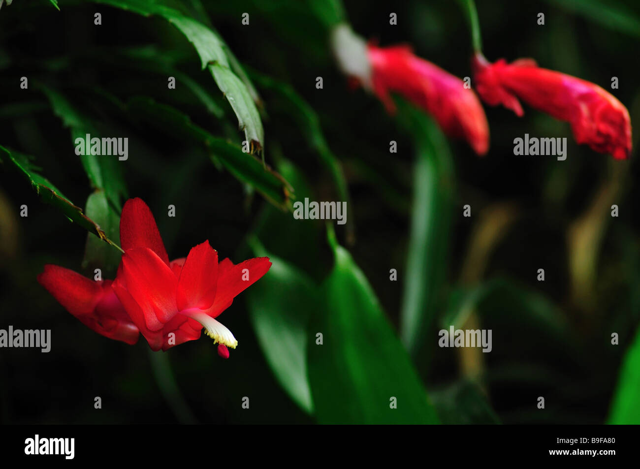 rain forest tropical flowers against background of green foliage Stock Photo