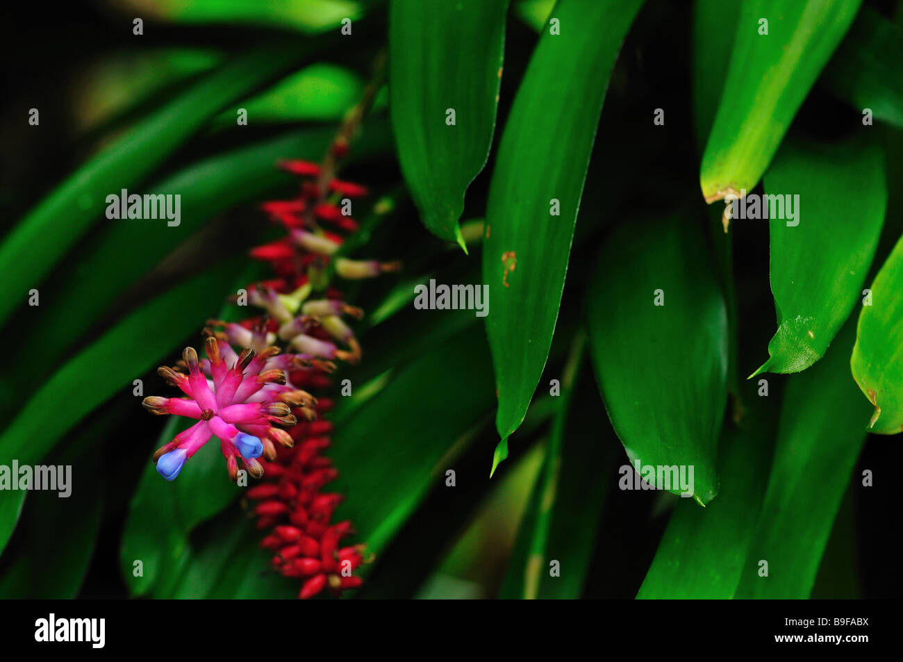 rain forest tropical flowers against background of green foliage Stock Photo
