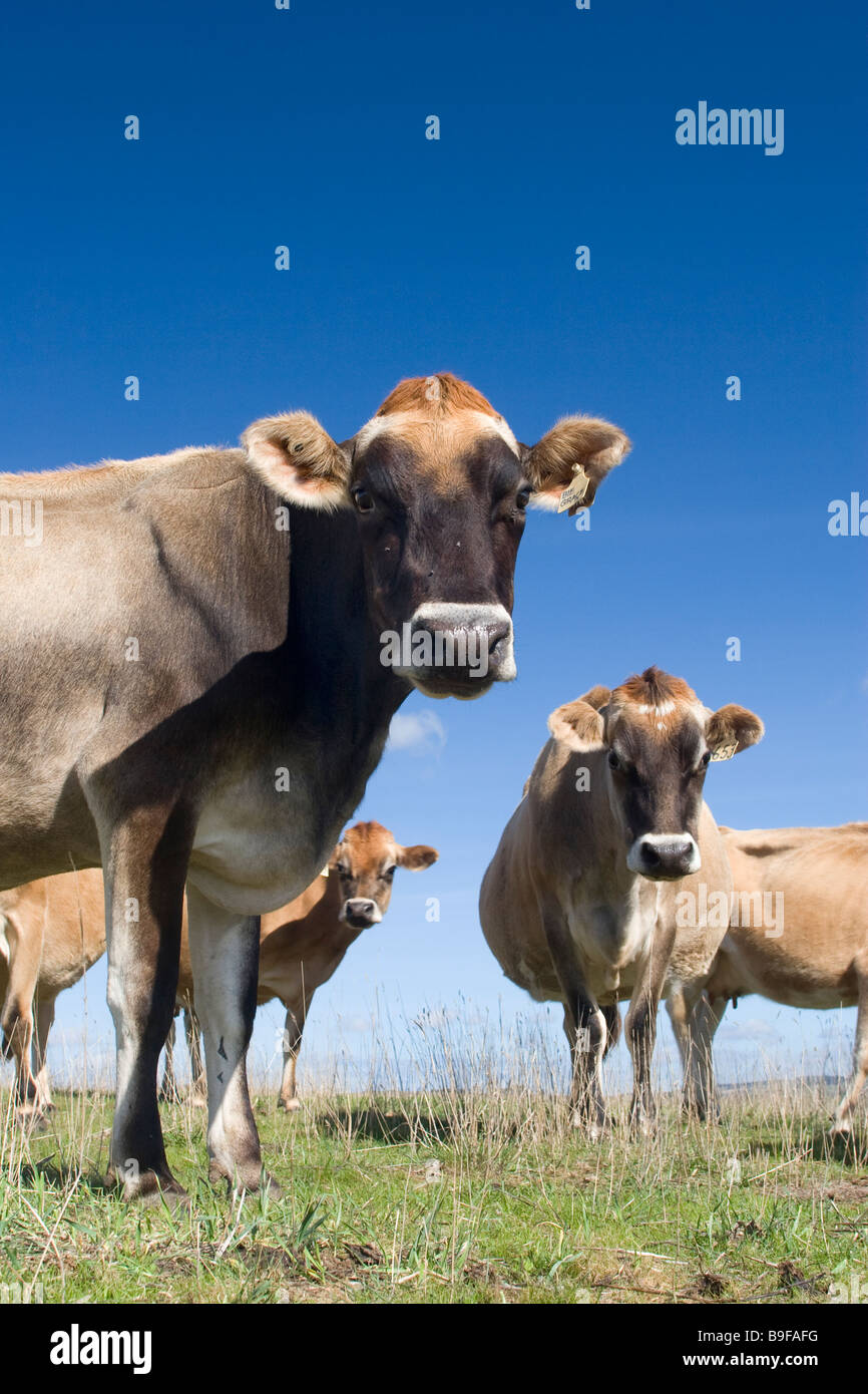 Dairy cows graze in a field in South Australia, Australia. Stock Photo