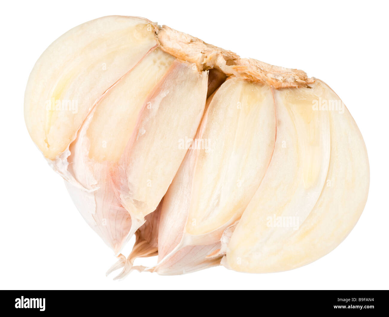 vitamin split garlic bulb isolated on white background (with path) Stock Photo