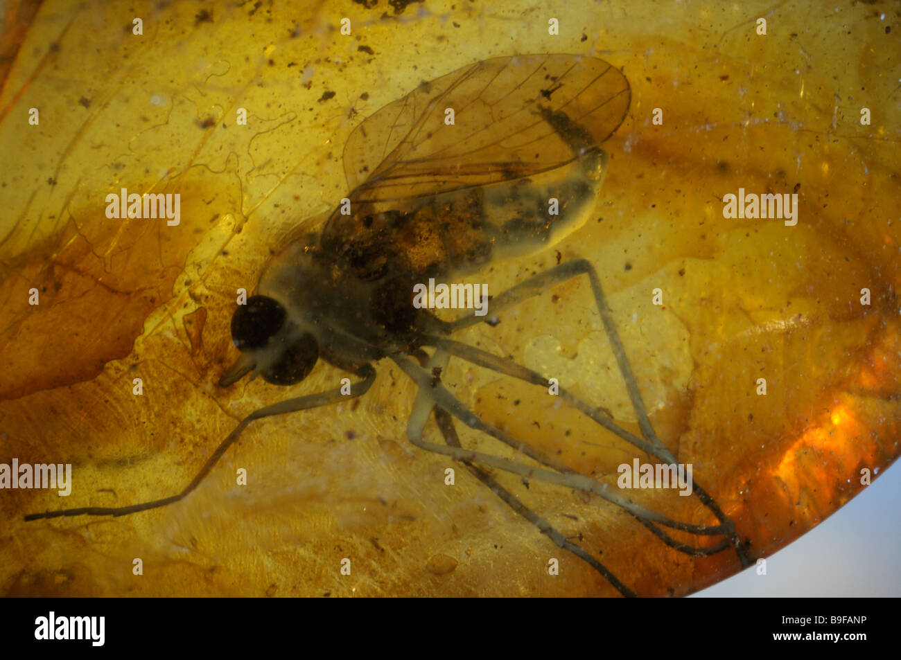 Amber with insect inclusion Stock Photo