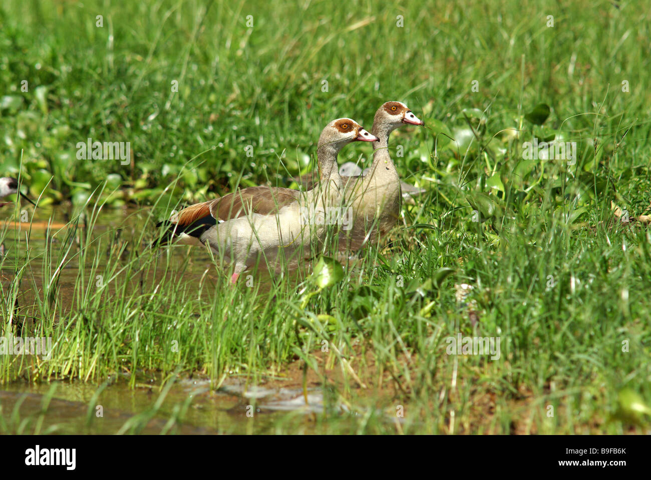 Egyptian geese (Alopochen aegyptiacus) Stock Photo