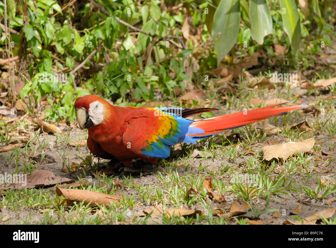 Close-up of Scarlet Macaw (Ara macao) in field, Venezuela Stock Photo -  Alamy