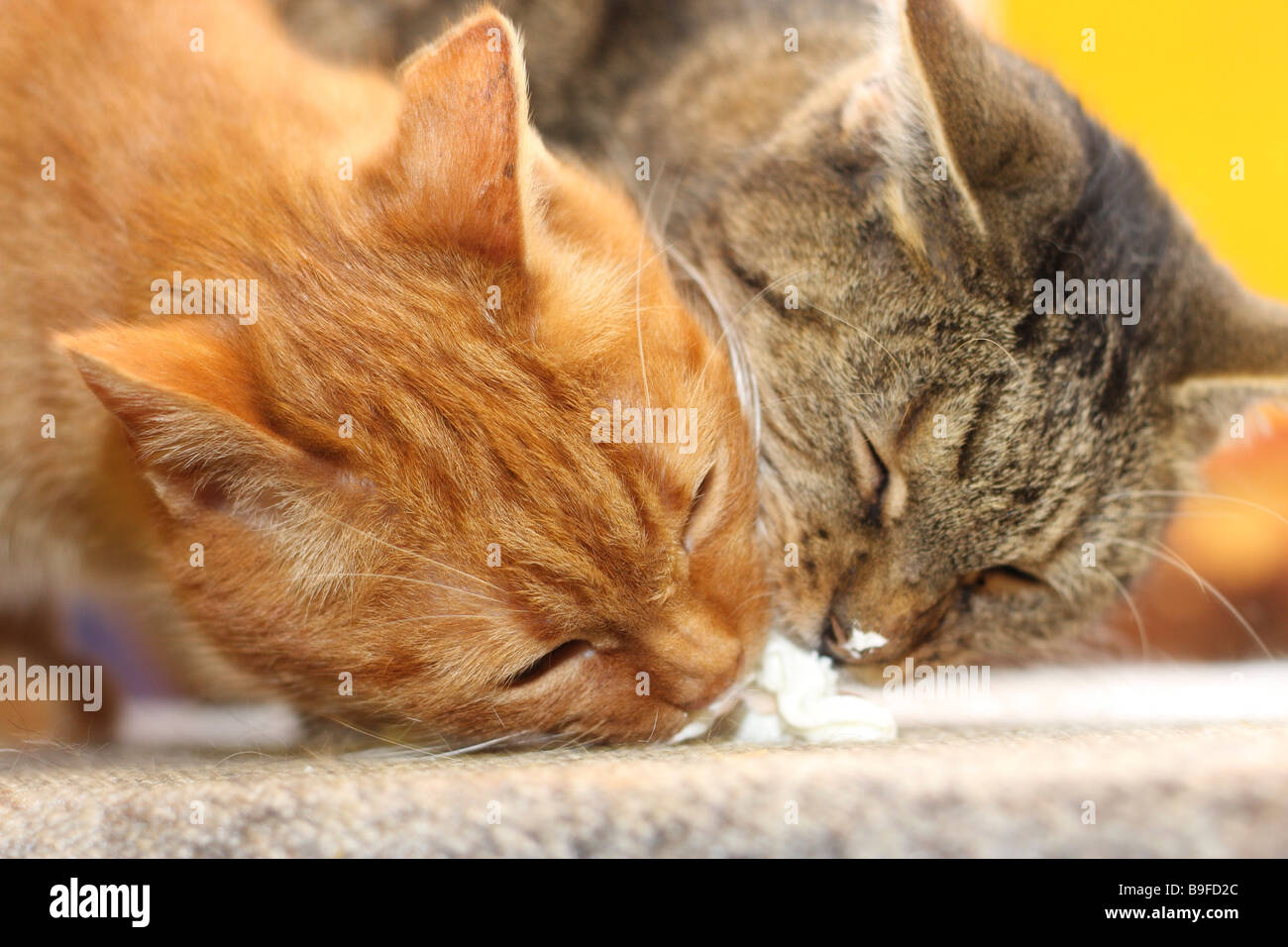 Close Up Of Two Cats Eating Cream Stock Photo Alamy