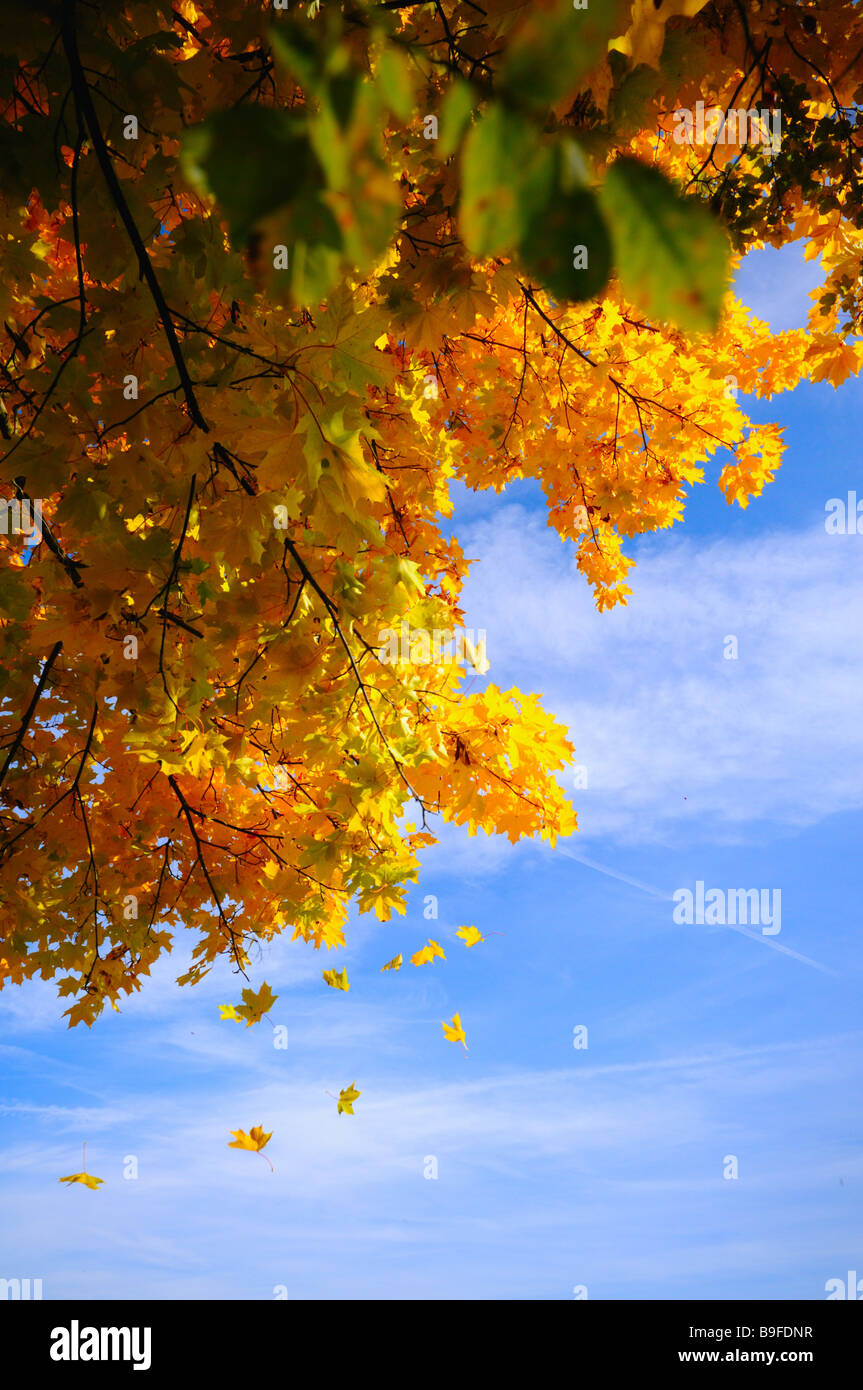 Leaves falling from tree Stock Photo