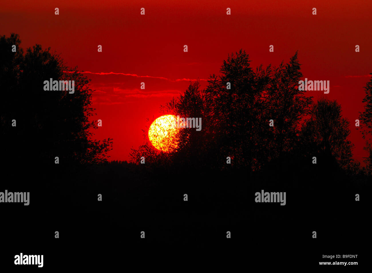 Silhouette of trees at sunset Stock Photo - Alamy