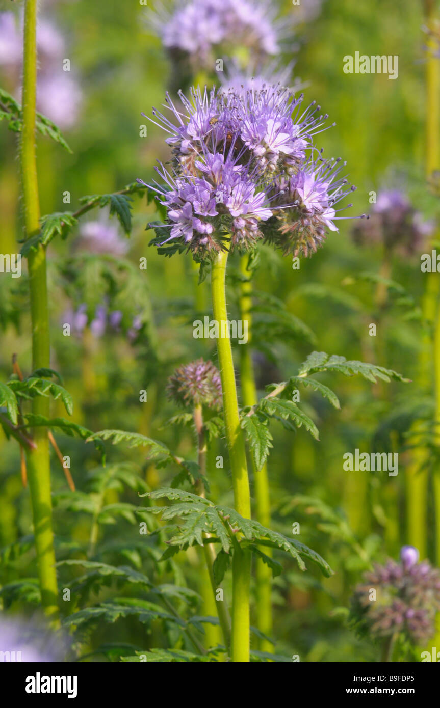 Close-up of Phacelia tanacetifolia flowers blooming in field Stock Photo