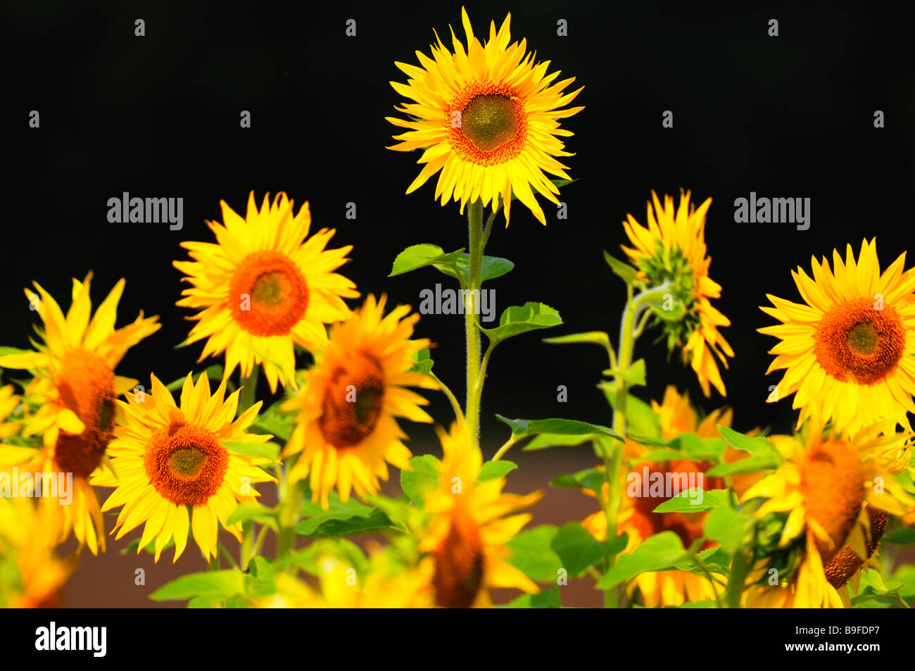 Close-up of blooming Sunflowers (Helianthus Annus) Stock Photo