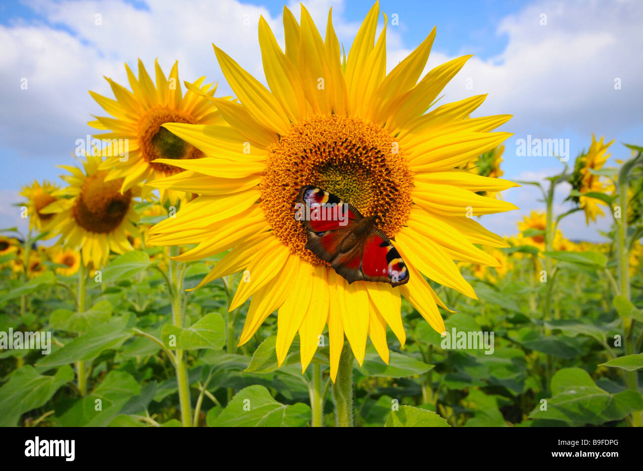Close-up of peacock butterfly pollinating Sunflower (Helianthus Annus) Stock Photo