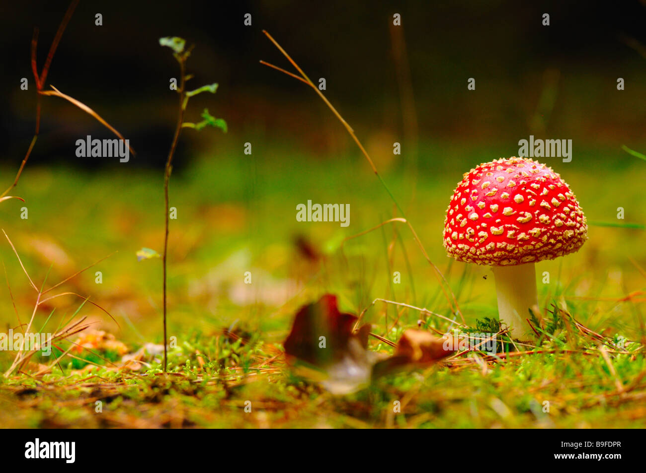 Fly Agaric (Amanita Muscaria) toadstool growing in field, Germany Stock Photo