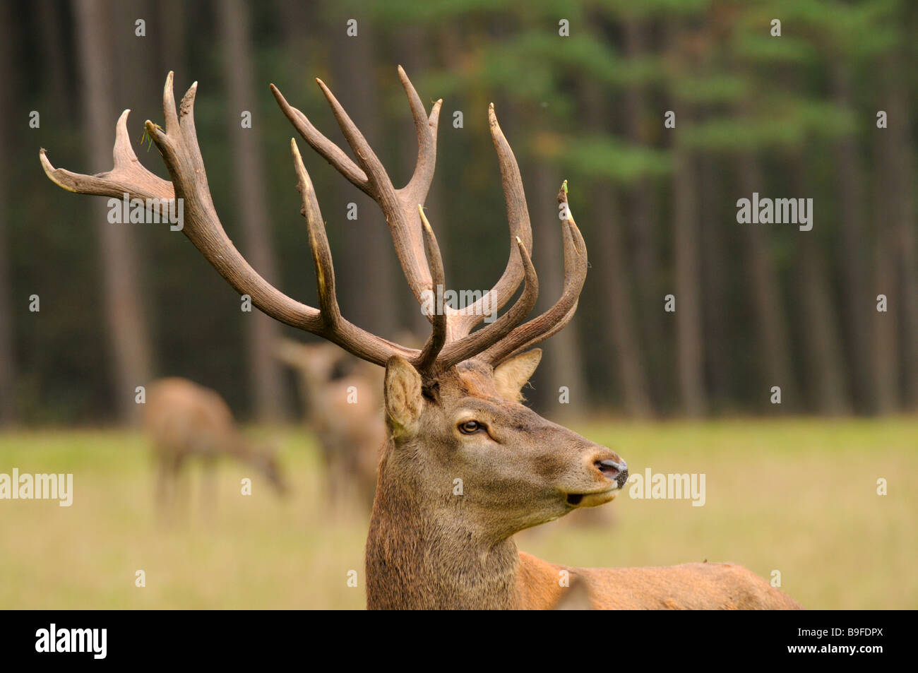 Antler standing in forest Stock Photo