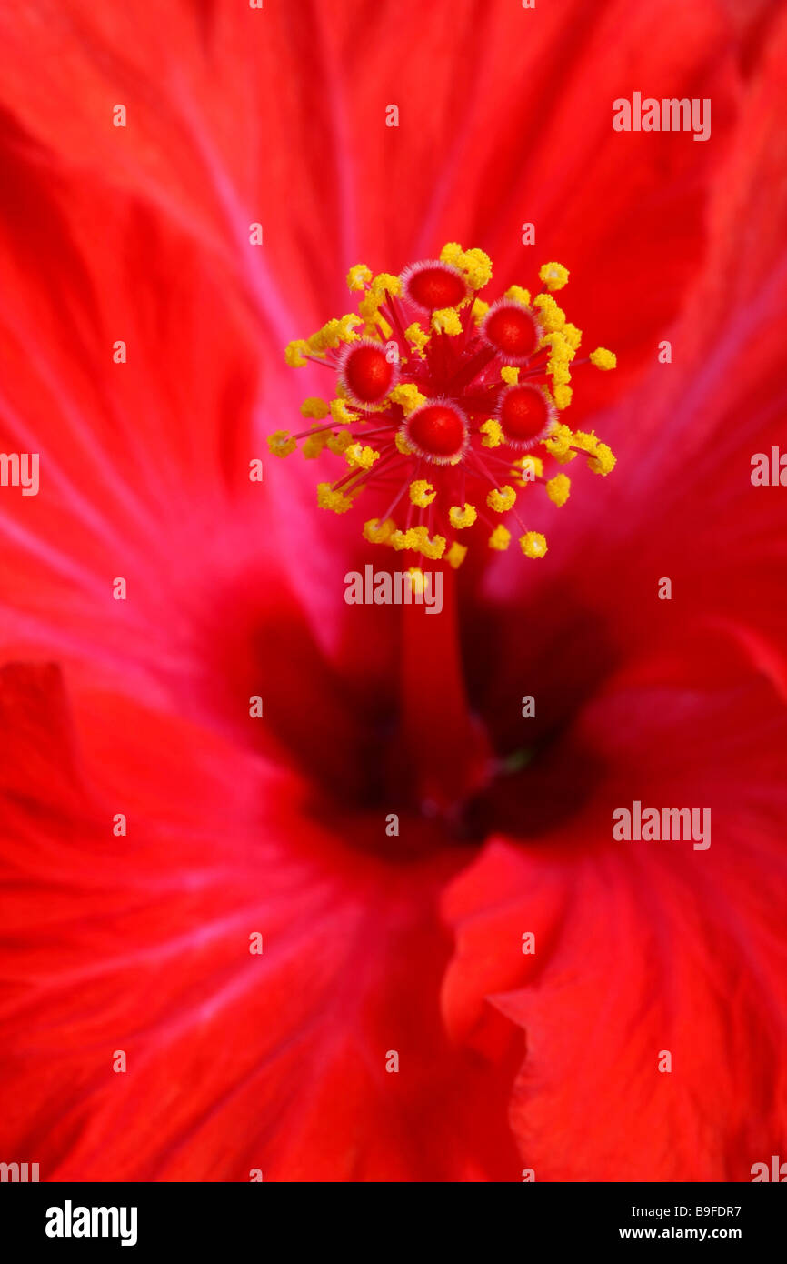 Full hibiscus flower hires stock photography and images Alamy