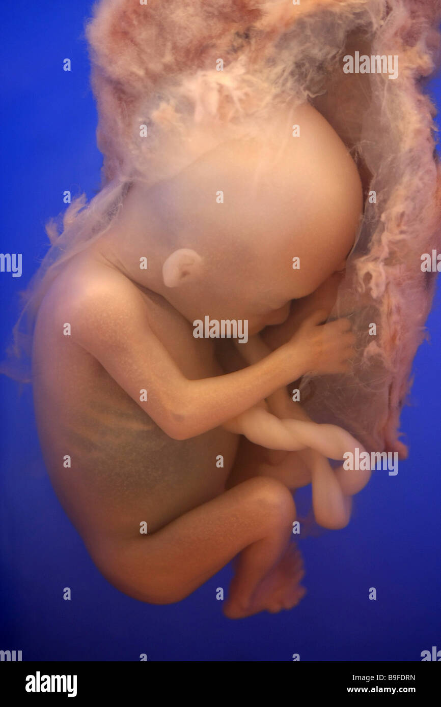 Embryer Front embryo, side view Stock Photo - Alamy