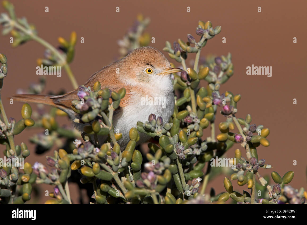 Close-up of Desert Warbler (Sylvia Nana) perching on bush Stock Photo