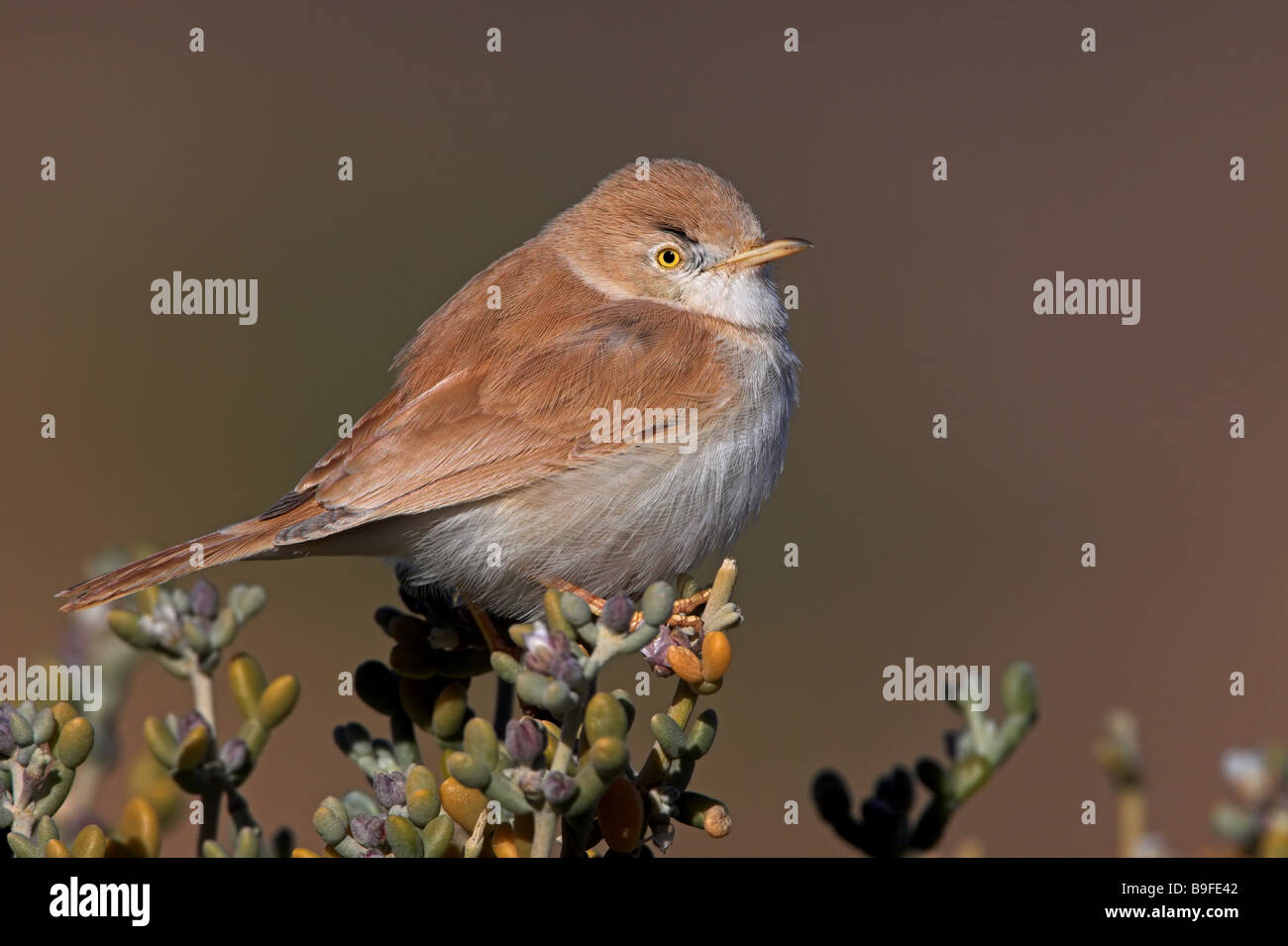 Close-up of Desert Warbler (Sylvia Nana) perching on bush Stock Photo