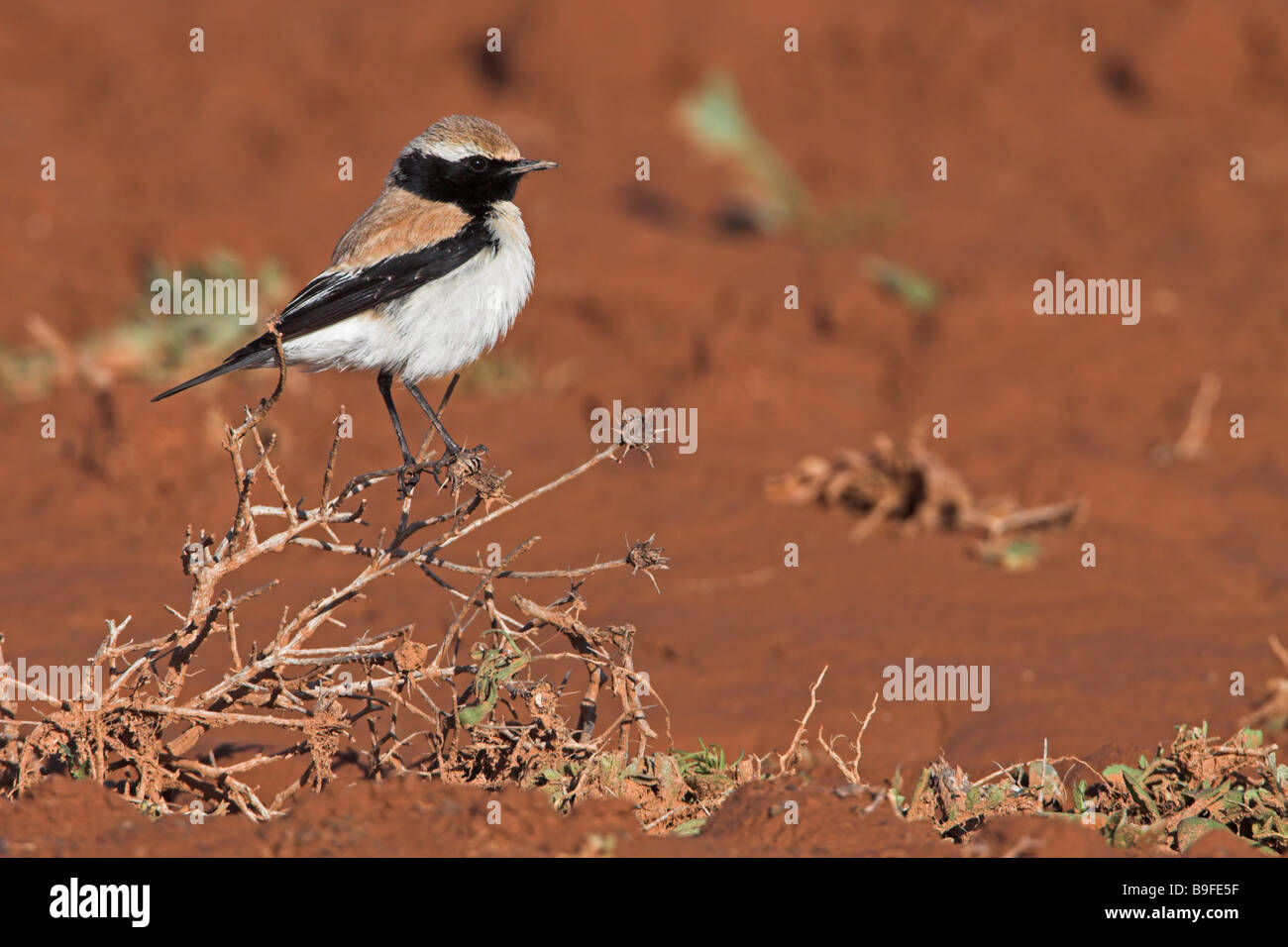 Close-up of Desert Wheatear (Oenanthe deserti) bird perching on bush Stock Photo