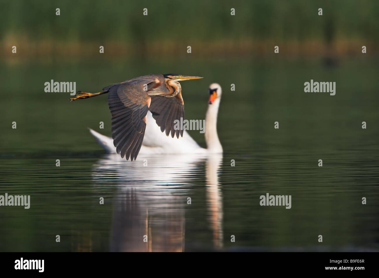 Heron flying over river with swan in background Stock Photo